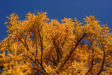 yellow larch against blue sky