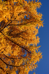 yellow larch against blue sky