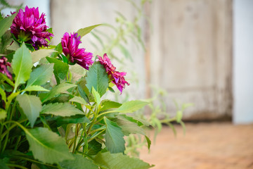 Purple flowers bloom in the garden against rustic home.