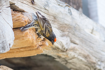 Red-fronted Serin sitting on the wall of old style house