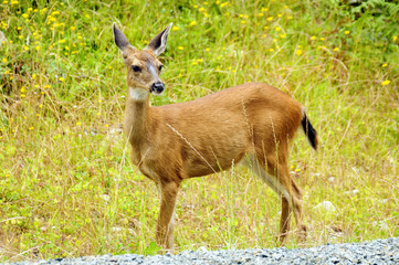 Biche du Canada 1