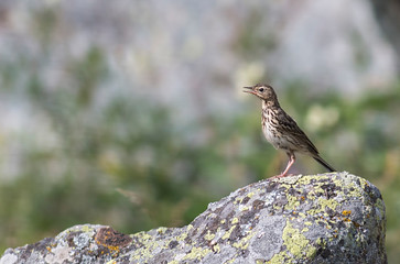 Tree Pipit bird sitting on stone