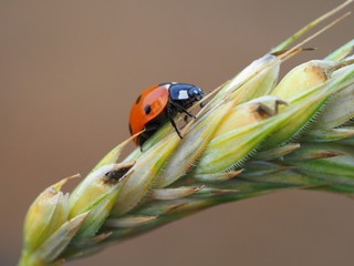 Marienkäfer auf einer Kornähre