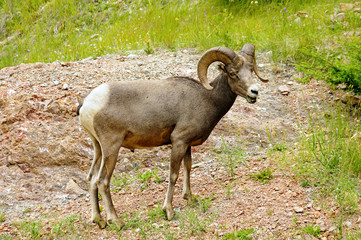 Bouc du Canada