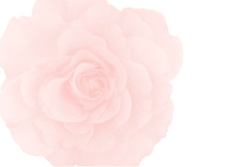 Pink Rose flower on white background