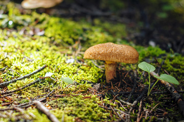 Champignon en sous-bois