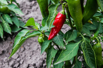 red pepper on tree