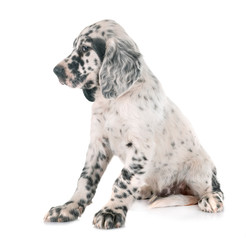 puppy english setter