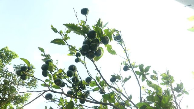 日本沖縄の特産品の果物シークワーサー-Seekwacer, a special fruit of Okinawa, Japan