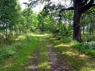 Beautiful path in a forest close to Örebro