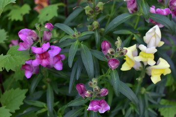 Naklejka na ściany i meble Flowers snapdragons or antirrhinum (lat. Antirrhínum) refers to Plantain.