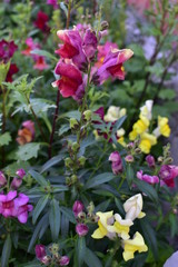 Flowers snapdragons or antirrhinum (lat. Antirrhínum) refers to Plantain.