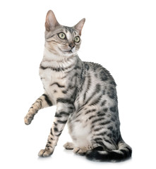 Obraz premium kot bengalski w studio