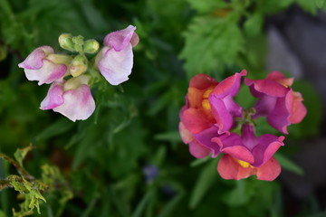 Flowers snapdragons or antirrhinum (lat. Antirrh&iacute;num) refers to Plantain.