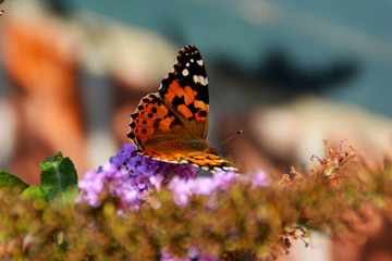 Schmetterling auf Sommerflieder