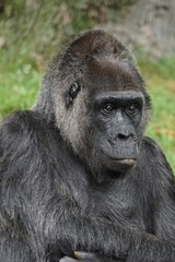 Gorilla - Mann - Menschenaffe