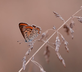 Kolorowy motyl wśród traw © mycatherina