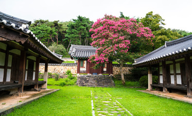 광주광역시 포충사의 배롱나무꽃