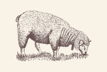 Sheep, Lamb silhouette for print, poster for Butchery meat shop, Isolated vector hand-drawn sheep, grey background