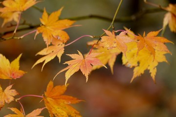 《R105沿いの紅葉》秋田県由利本荘市