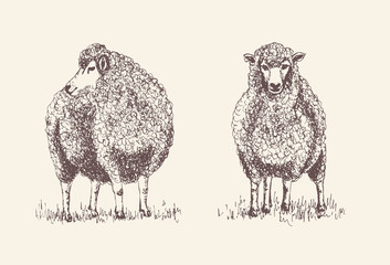Sheep, Lamb silhouette for print, poster for Butchery meat shop, Isolated vector hand-drawn sheep, grey background