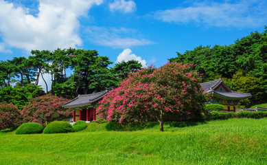 Fototapeta na wymiar 광주 포충사의 배롱나무꽃