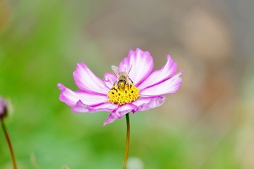 《R105沿いの紅葉》秋田県由利本荘市