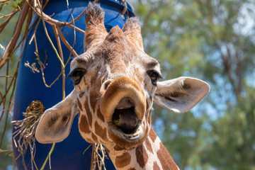 Giraffe on a summer day in the park. Portrait of a cute giraffe. Funny animal.