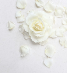 Fototapeta na wymiar Beautiful white rose and petals on white background. Ideal for greeting cards for wedding, birthday, Valentine's Day, Mother's Day
