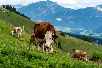 Fototapeta na wymiar Cow on pasture in austrian alps