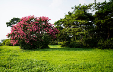 함평 달맞이공원의 배롱나무꽃