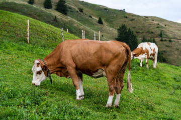 Naklejka na ściany i meble Cow on pasture in austrian alps