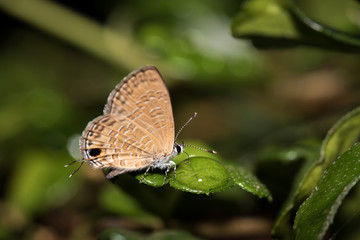 Small butterfly