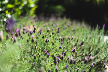 background of lavender