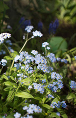 Close up of beautiful light purple forget me nots Myosotis spring flowers on green background