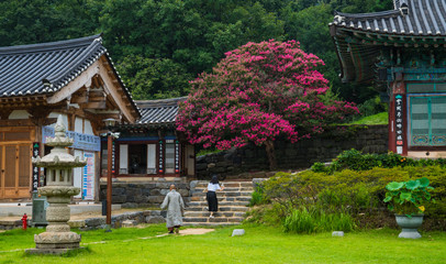 공주 신원사의 배롱나무꽃