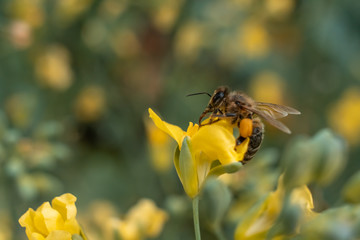 Bee collects honey on yellow flower. CLoseup shot