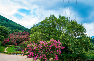 담양 명옥헌 원림의 배롱나무꽃