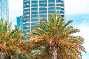 Fototapeta na wymiar San Diego, USA, 2018. Palm trees with modern buildings on background