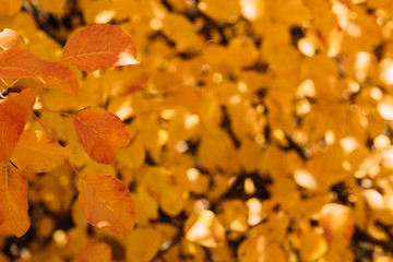 Fall nature. Closeup of yellow and red leaves over defocused golden trees background.
