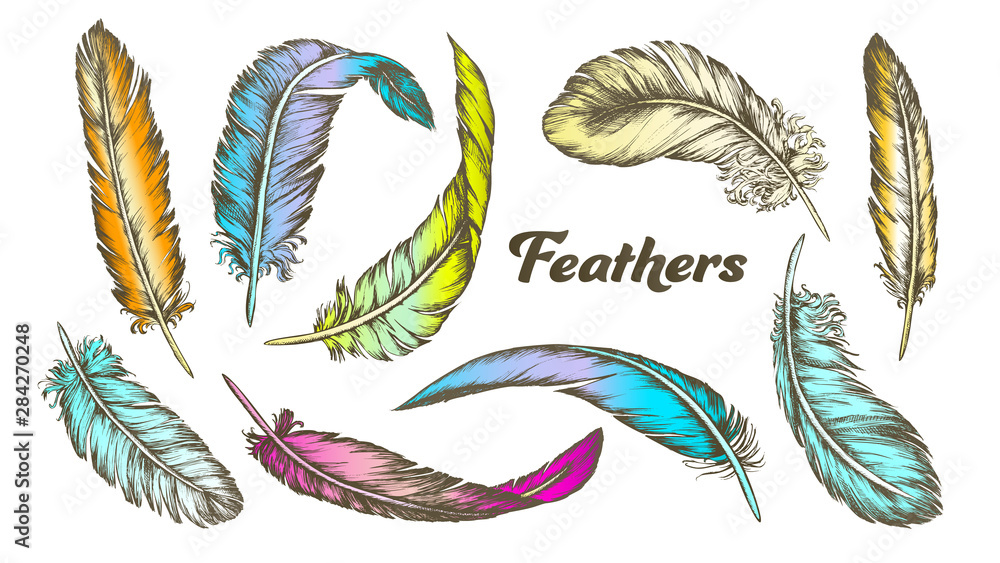 Sticker Color Different Feathers Set Ink Vector. Standing, Flying And Lying Fluffy Bird Feathers. Epidermal Growths Form Distinctive Outer Covering Or Plumage. Hand Drawn Illustrations