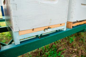 Bees flying near the hive. Close up of entrance of bees into a wooden colored hive. Bees are working