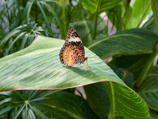 A Diadem Butterfly, Hypolimnas misippus on a leaf in a Butterfly House at St Andrews Botanic...