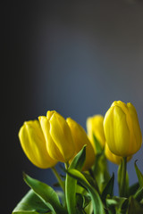 yellow tulips on grey background