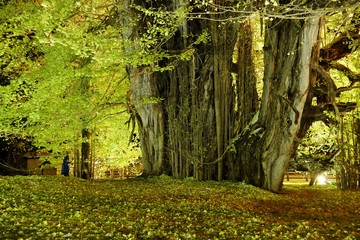 《北金ケ沢の大イチョウ》青森県深浦町