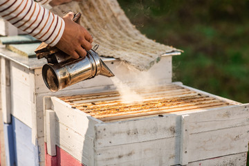 A beekeeper smokes bees in the process of collecting honey in wooden colored beehives. Close up. Beekeeping tool