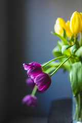 Yellow and purple tulips on dark background