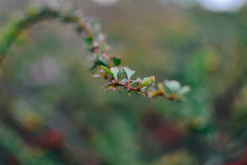 branch of a barberry