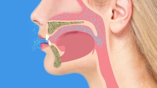 Air flow respiration cavity nose mouth section