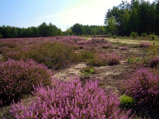 Radroute Seeadlerrundweg in der Oberlausitzer Heide- und Teichlandschaft
